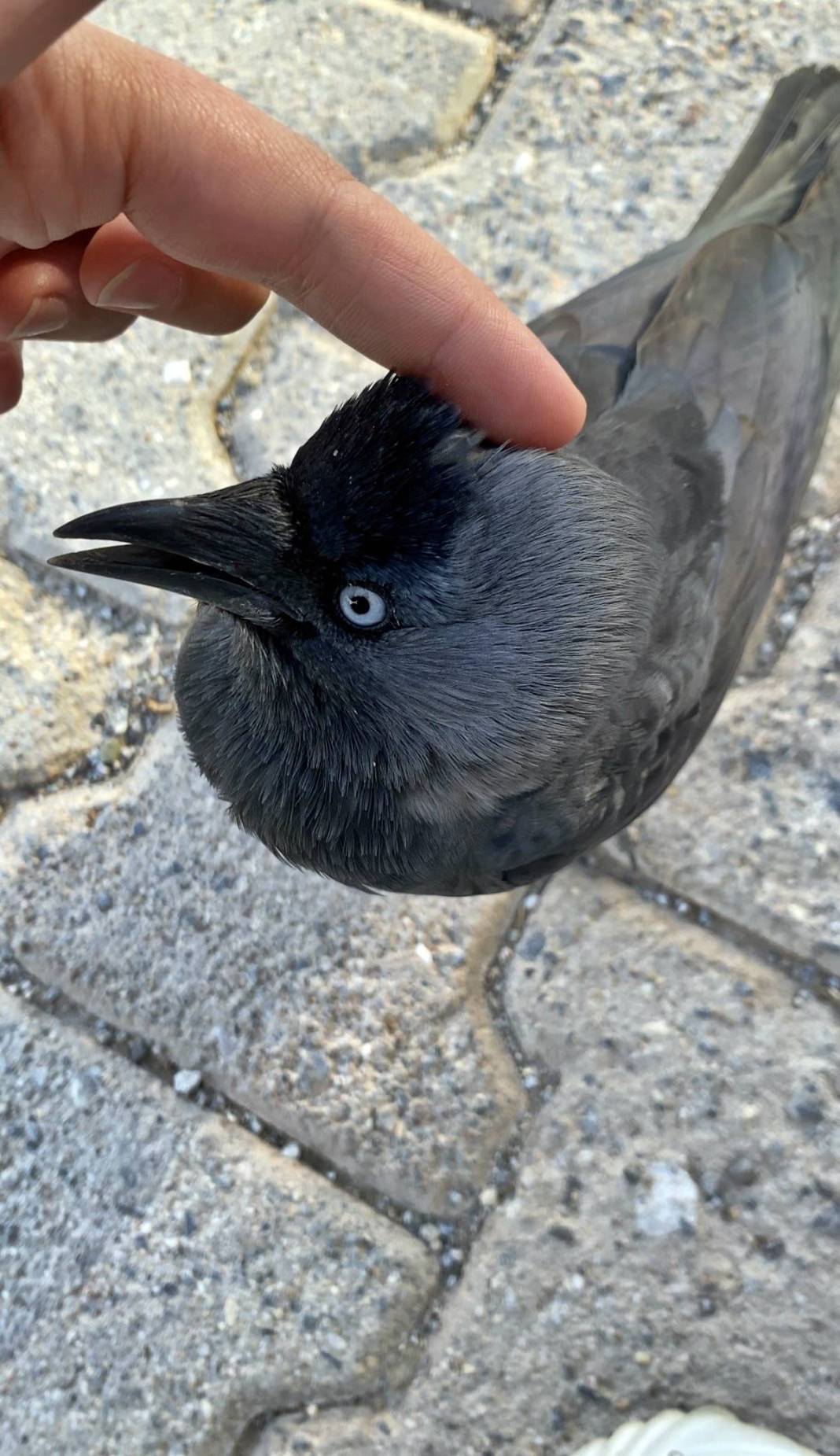 Evcilleşmek isteyen karga, sahibini böyle belirledi! Satın almak isteyenler yüksek meblağlar teklif ediyor 4